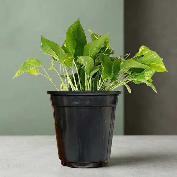 Money_Plant_With_Pot