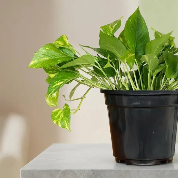 Money_Plant_With_Pot