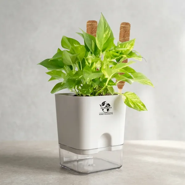 Money_Plant_With_Self_Watering_Pot