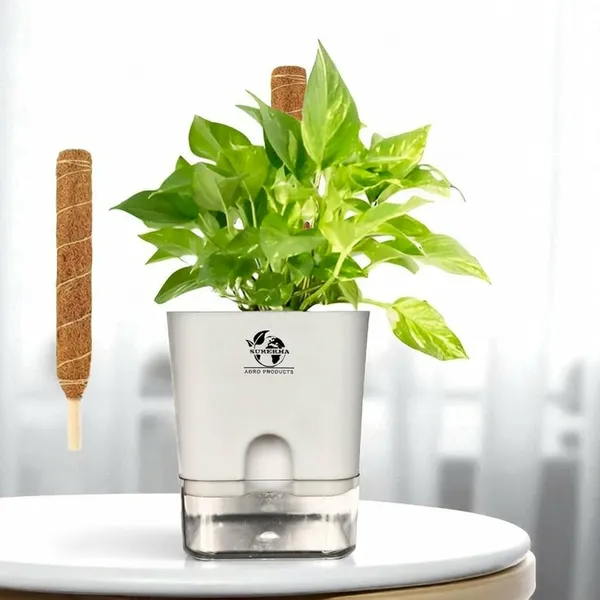 Money_Plant_With_Self_Watering_Pot
