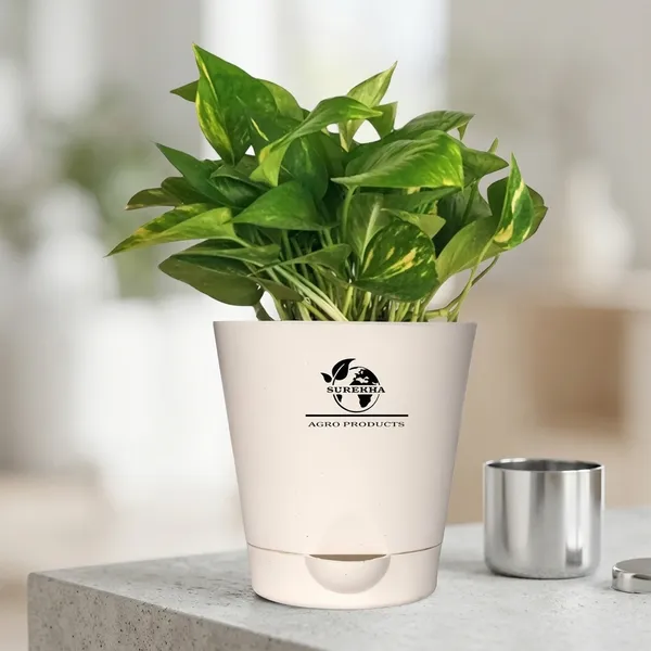 Money_Plant_With_Self_Watering_Pot