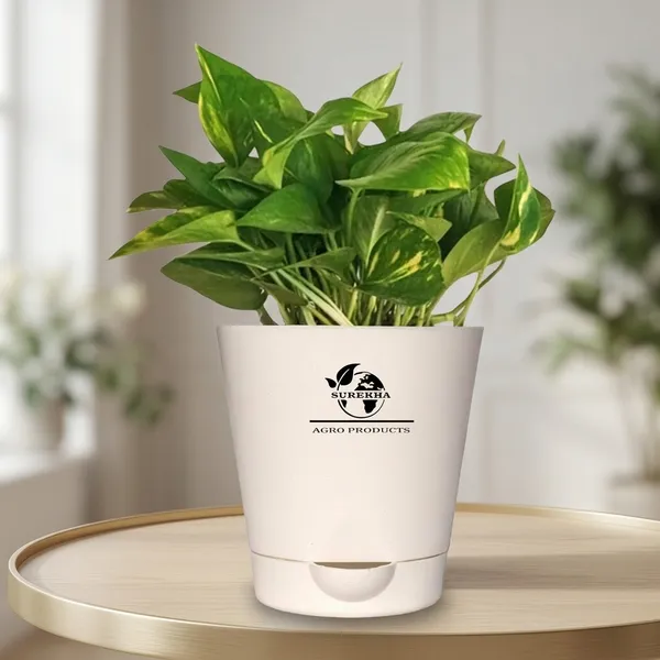 Money_Plant_With_Self_Watering_Pot