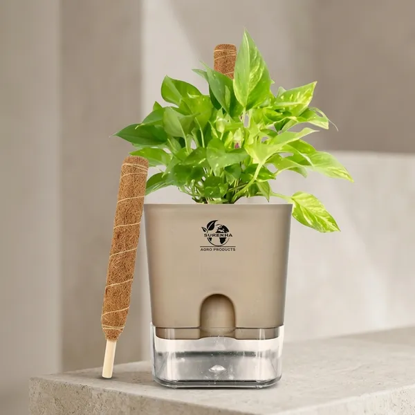 Money_Plant_With_Self_Watering_Pot