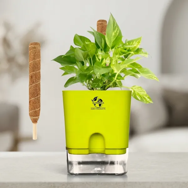 Money_Plant_With_Self_Watering_Pot