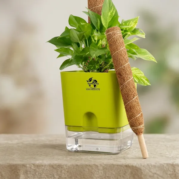 Money_Plant_With_Self_Watering_Pot