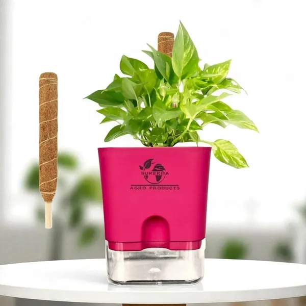 Money_Plant_With_Self_Watering_Pot_And_Moss_Stick