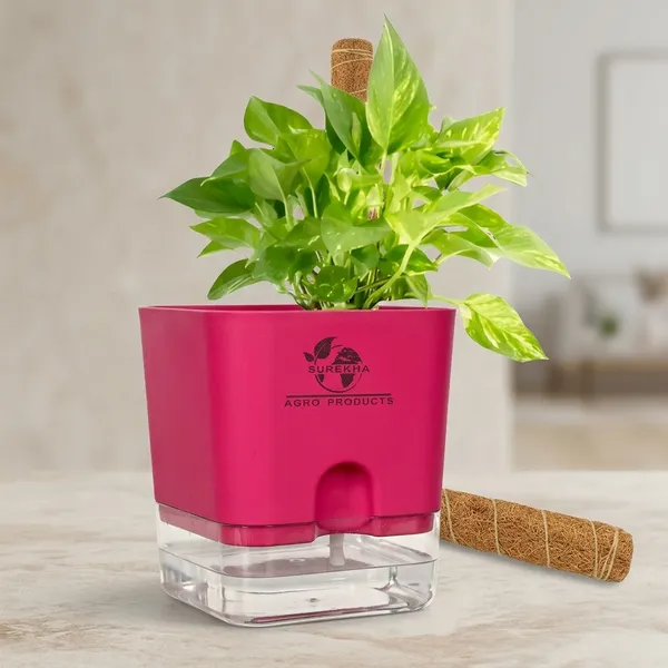 Money_Plant_With_Self_Watering_Pot_And_Moss_Stick