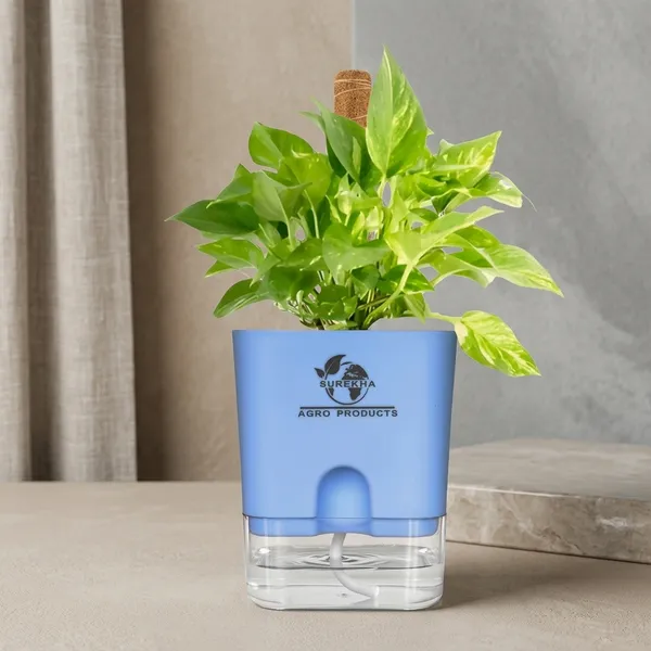 Money_Plant_With_Self_Watering_Pot
