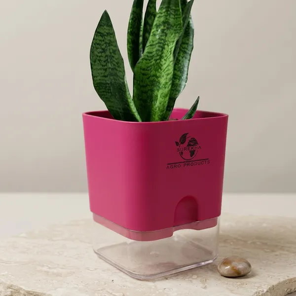 Sansevieria_Superba_Snake_Plant_With_Self_Watering_Pot