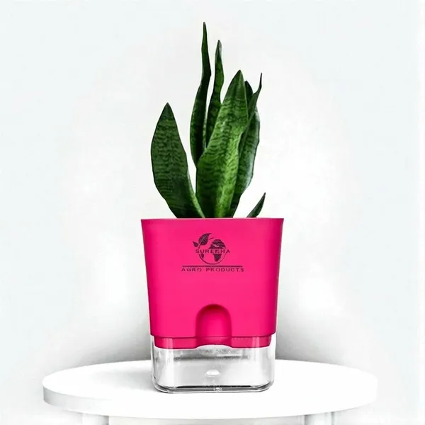 Sansevieria_Superba_Snake_Plant_With_Self_Watering_Pot