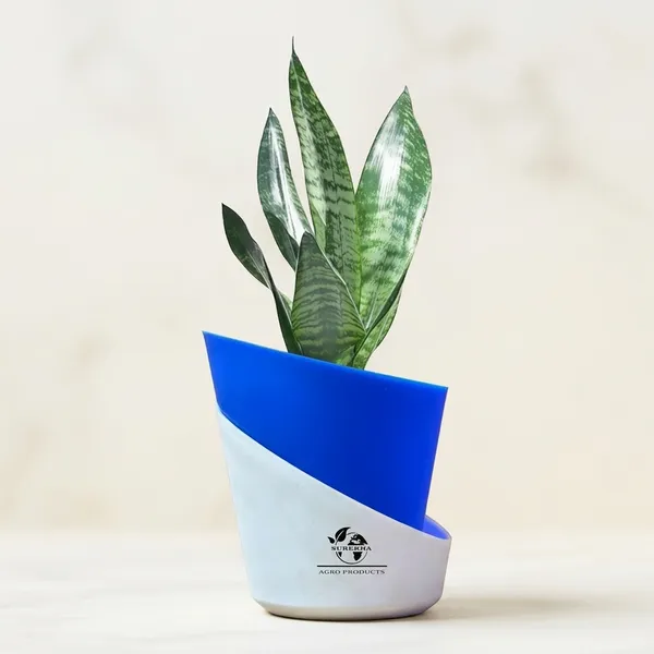 Sansevieria_Superba_Snake_Plant_With_Self_Watering_Pot