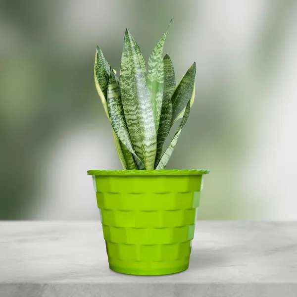 Sansevieria_Superba_Snake_Plant