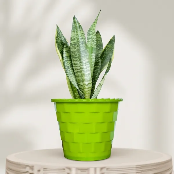 Sansevieria_Superba_Snake_Plant