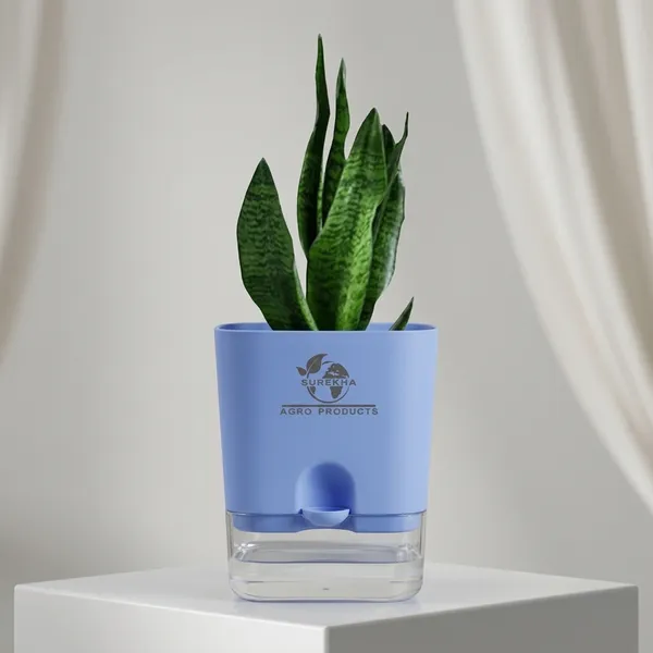 Sansevieria_Superba_Snake_Plant_With_Self_Watering_Pot