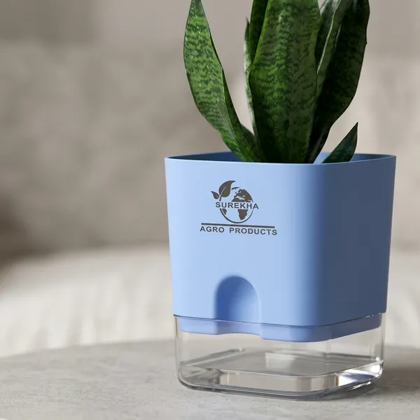 Sansevieria_Superba_Snake_Plant_With_Self_Watering_Pot