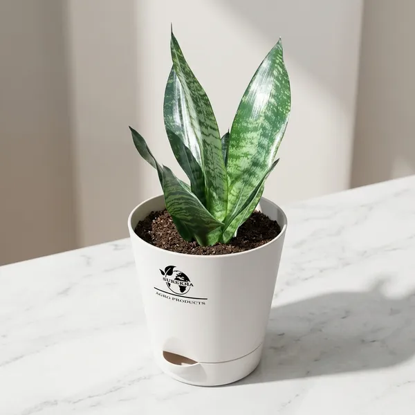 Sansevieria_Superba_Snake_Plant_With_Self_Watering_Pot