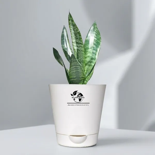 Sansevieria_Superba_Snake_Plant_With_Self_Watering_Pot