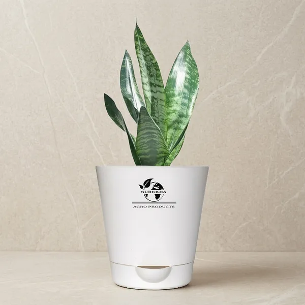 Sansevieria_Superba_Snake_Plant_In_self_watering_Pot