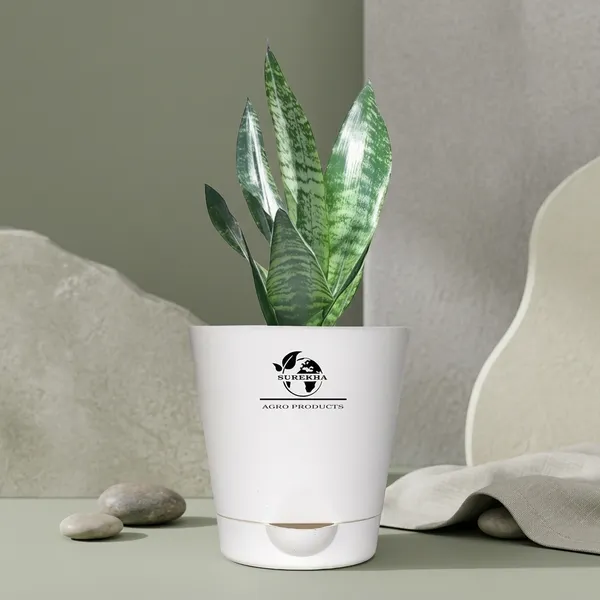 Sansevieria_Superba_Snake_Plant_In_self_watering_Pot