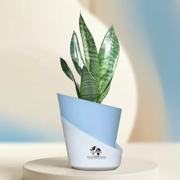 Sansevieria_Superba_Snake_Plant_With_Self_Watering_Pot