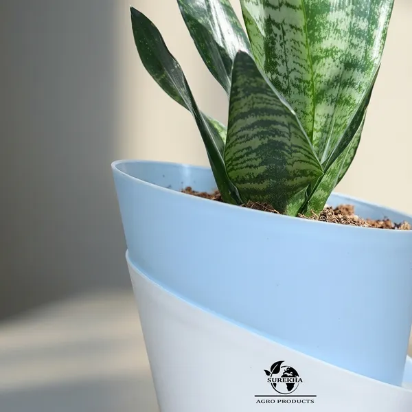 Sansevieria_Superba_Snake_Plant_With_Self_Watering_Pot