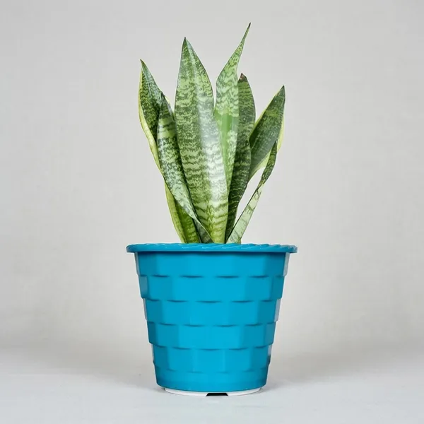 Sansevieria_Snake_Plant_With_Self_Watering_Pot