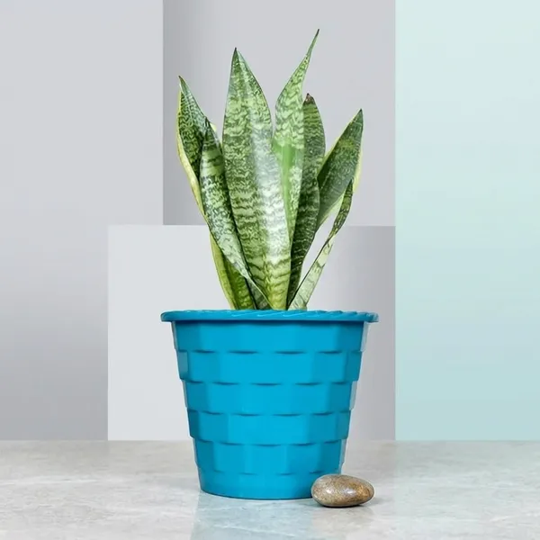 Sansevieria_Snake_Plant_With_Self_Watering_Pot