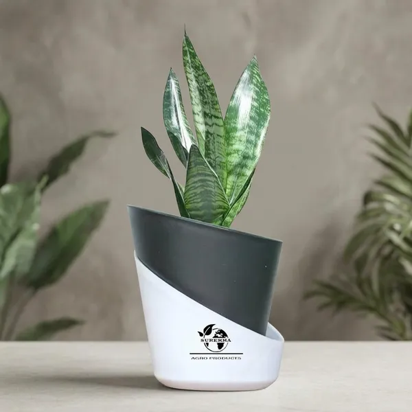 Sansevieria_Superba_Snake_Plant_With_Self_Watering_Pot