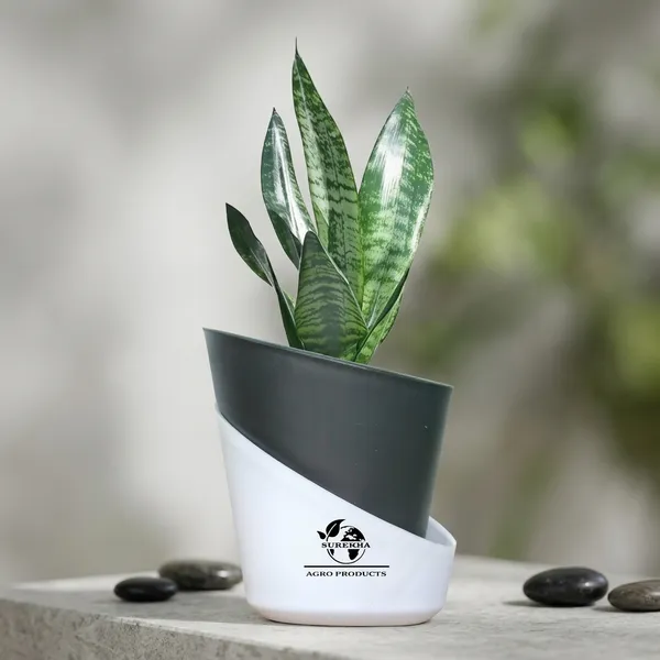 Sansevieria_Superba_Snake_Plant_With_Self_Watering_Pot