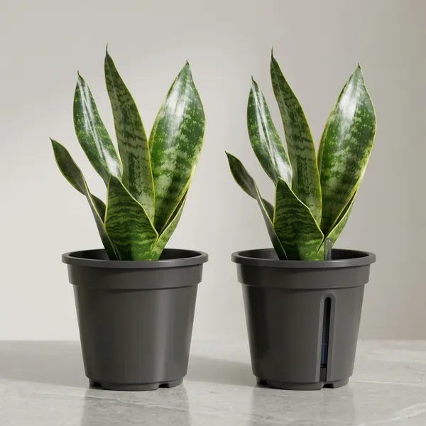 Sansevieria_Snake_Plant_With_Self_Watering_Pot_Pack_Of_4
