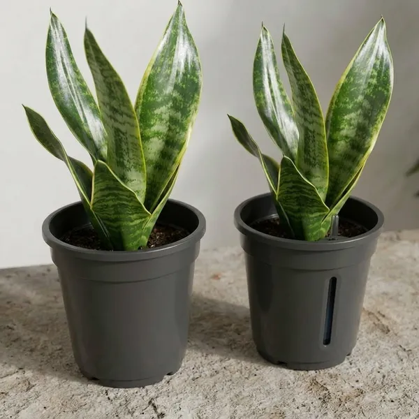 Sansevieria_Snake_Plant_With_Self_Watering_Pot_Pack_Of_4