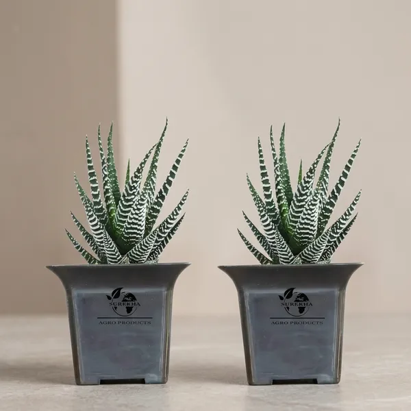 Zebra_Plant_With_Small_Plastic_Pot_Pack_Of_2