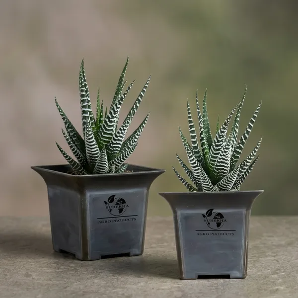 Zebra_Plant_With_Small_Plastic_Pot_Pack_Of_2