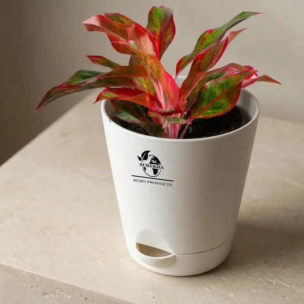 Aglaonema_Red_Indoor_Plant_With_Self_Watering_Pot