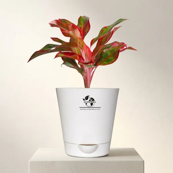 Aglaonema_Red_Indoor_Plant_With_Self_Watering_Pot