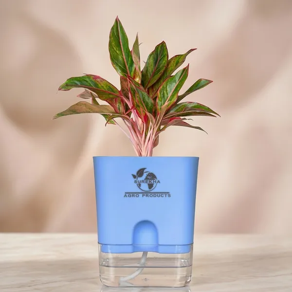 Aglaonema_Red_Indoor_Plant_With_Self_Watering_Pot