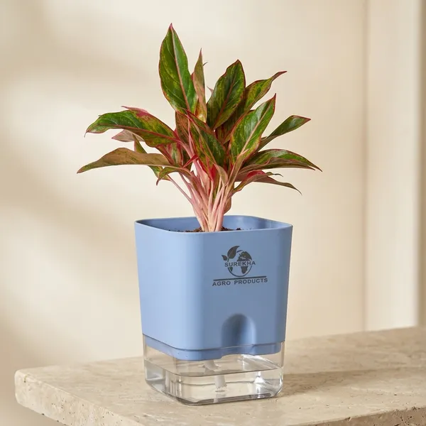 Aglaonema_Red_Indoor_Plant_With_Self_Watering_Pot