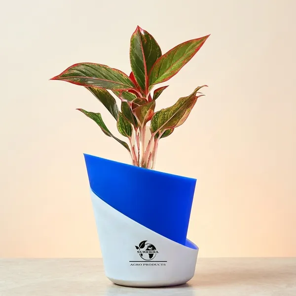 Aglaonema_Red_Indoor_Plant_With_Self_Watering_Pot