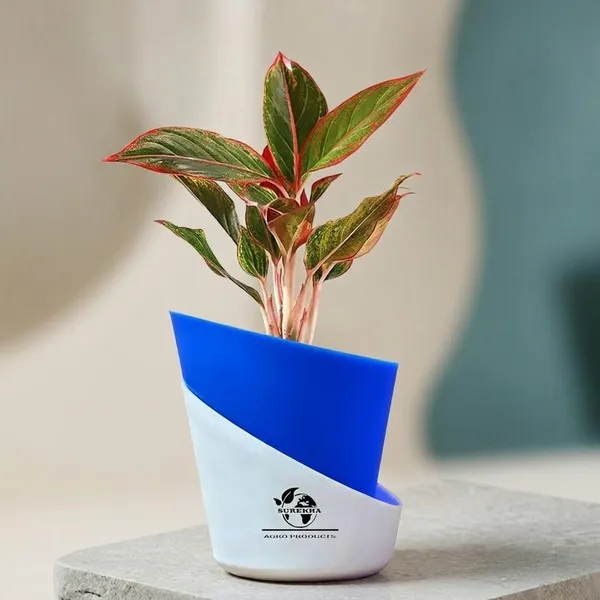 Aglaonema_Red_Indoor_Plant_With_Self_Watering_Pot