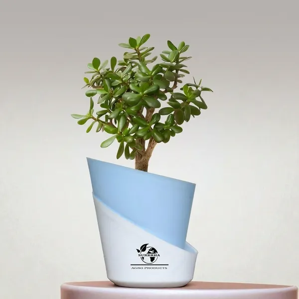 Jade_Plant_With_Self_Watering_Pot