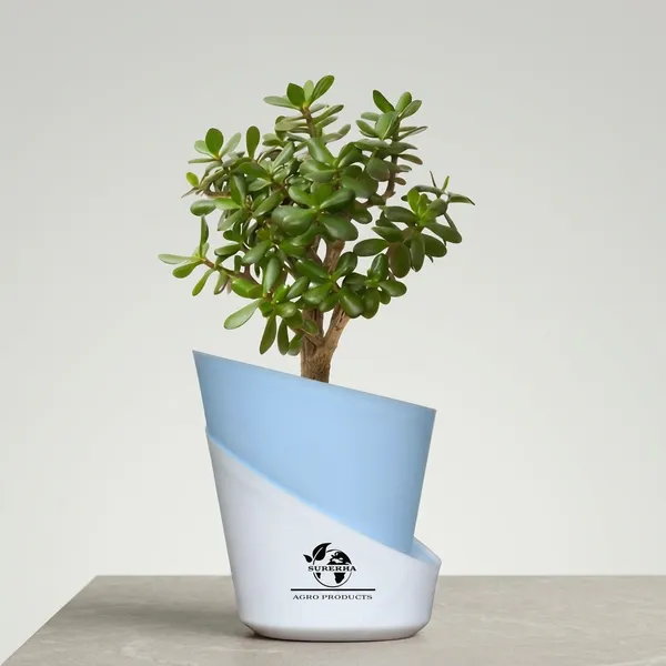 Jade_Plant_With_Self_Watering_Pot