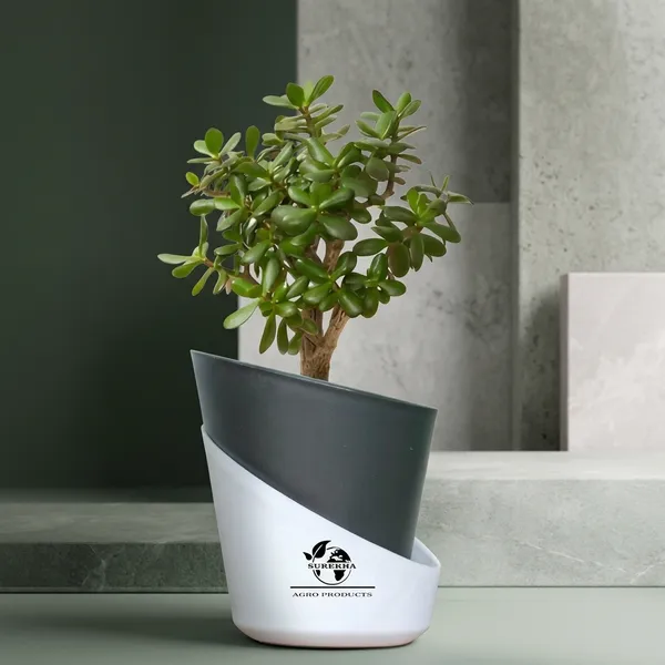 Jade_Plant_With_Self_Watering_Pot