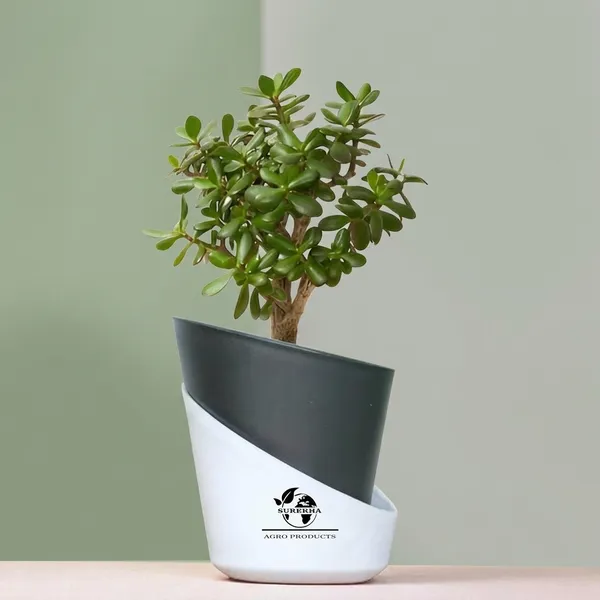 Jade_Plant_With_Self_Watering_Pot