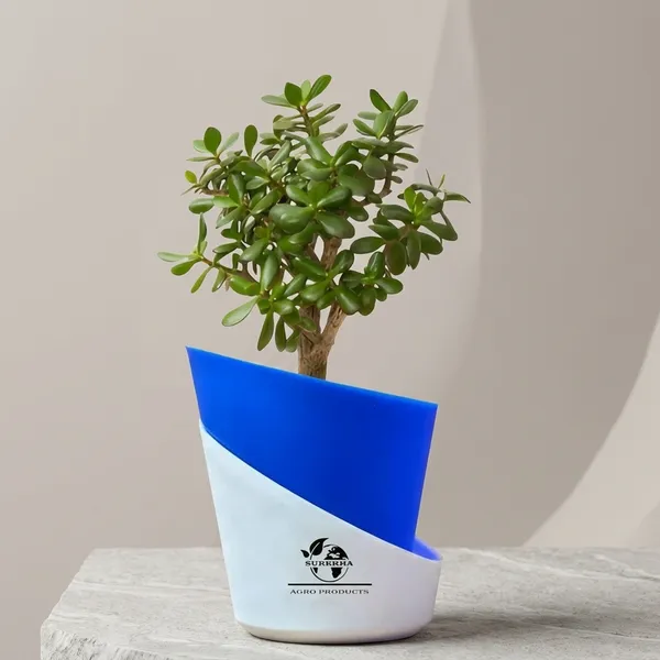 Jade_Plant_With_Self_Watering_Pot
