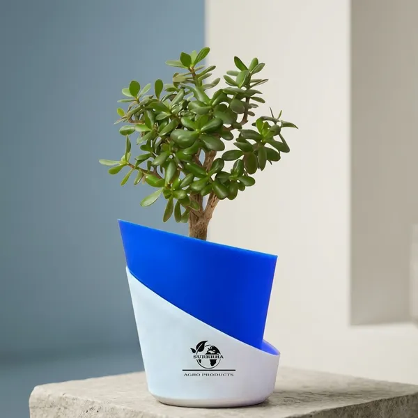 Jade_Plant_With_Self_Watering_Pot