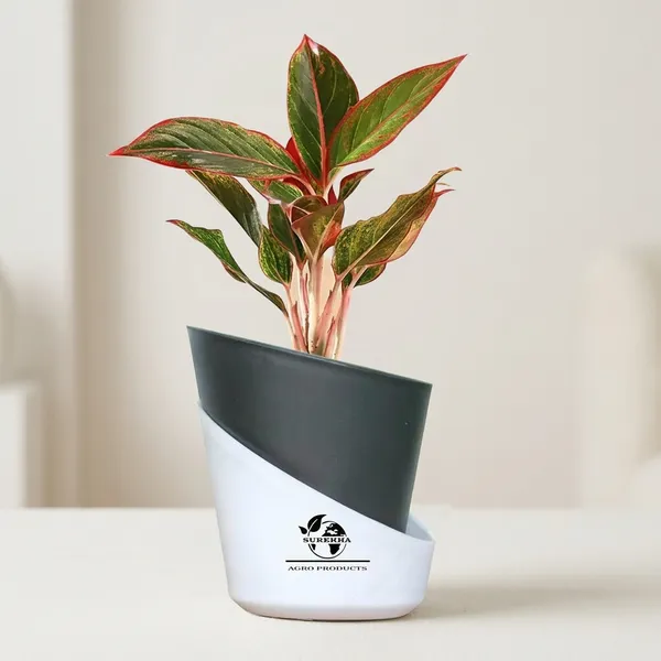 Aglaonema_Red_Indoor_Plant_With_Self_Watering_Pot