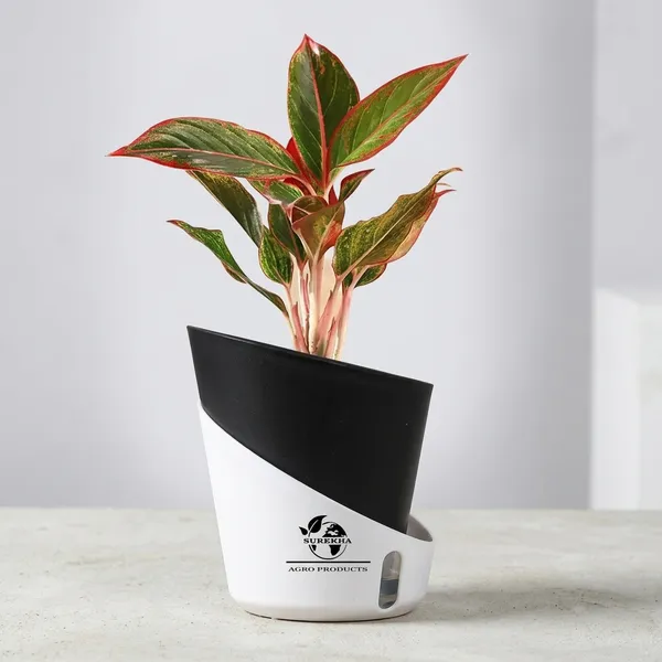 Aglaonema_Red_Indoor_Plant_With_Self_Watering_Pot