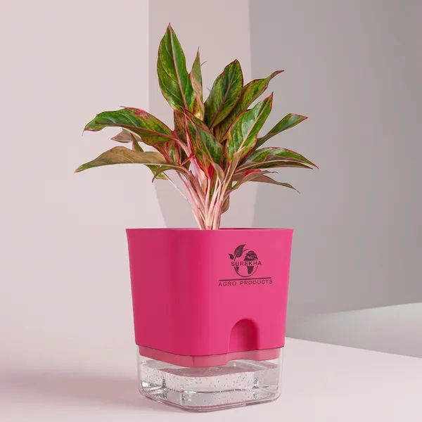 Aglaonema_Red_Indoor_Plant_With_Self_Watering_Pot