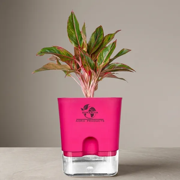 Aglaonema_Red_Indoor_Plant_With_Self_Watering_Pot