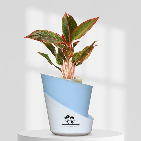 Aglaonema_Red_Indoor_Plant_With_Self_Watering_Pot